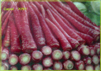 carrot seeds ahmedabad India