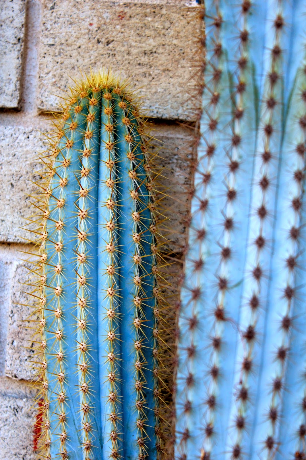blue cactus music steph and mario blue cactus music steph and mario