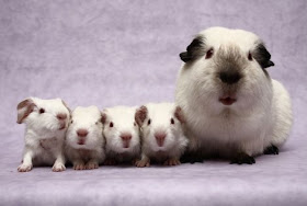 Guinea Pig breed information