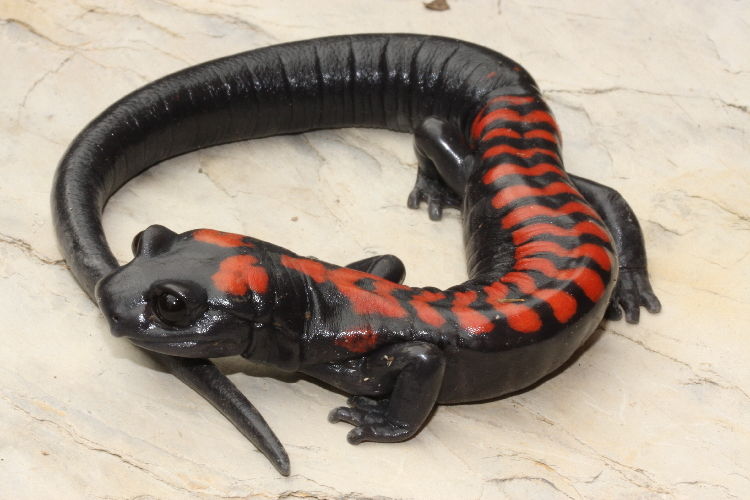 bells_false_brook_salamander.jpg