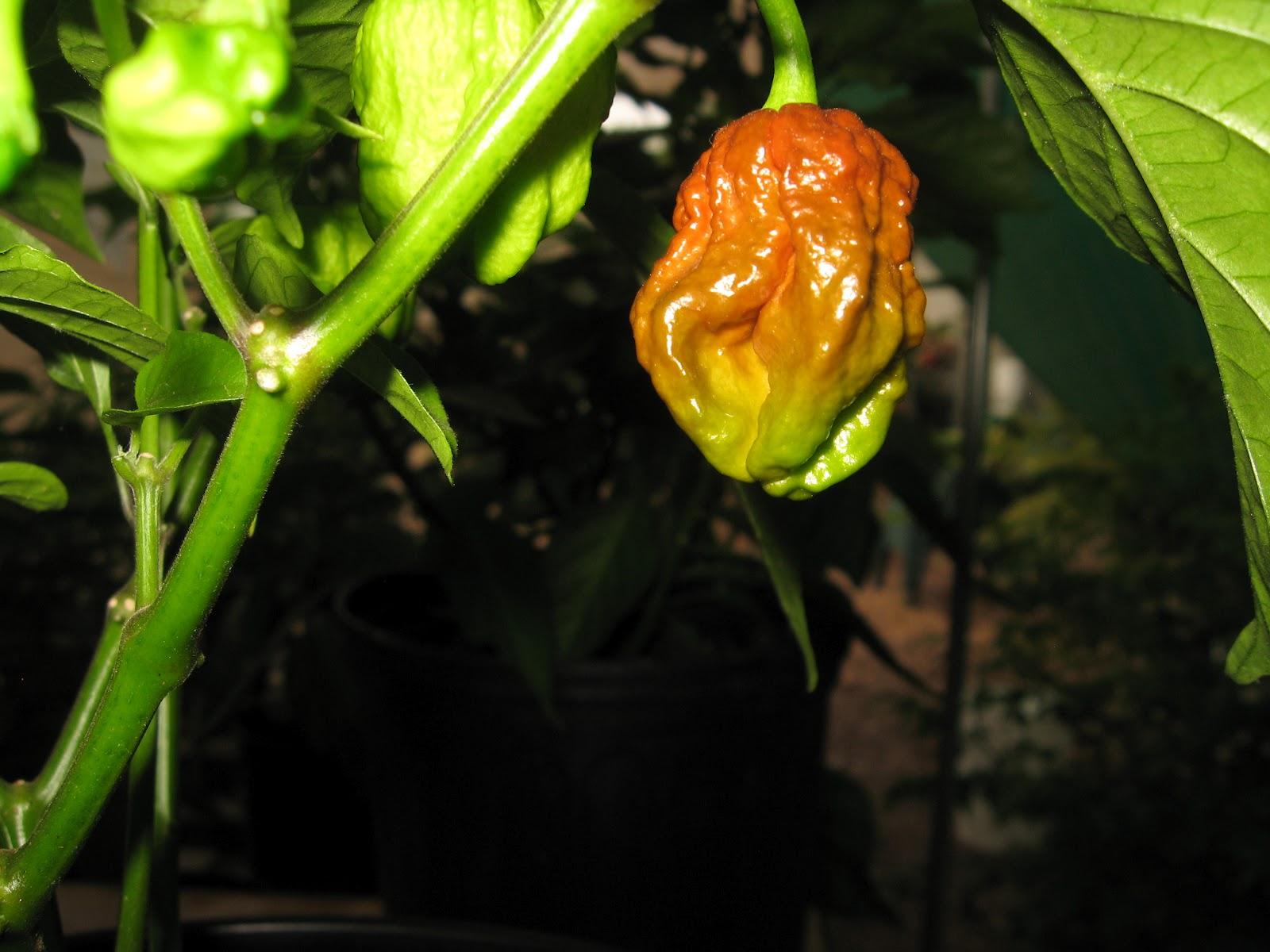 Extreme Hot Peppers