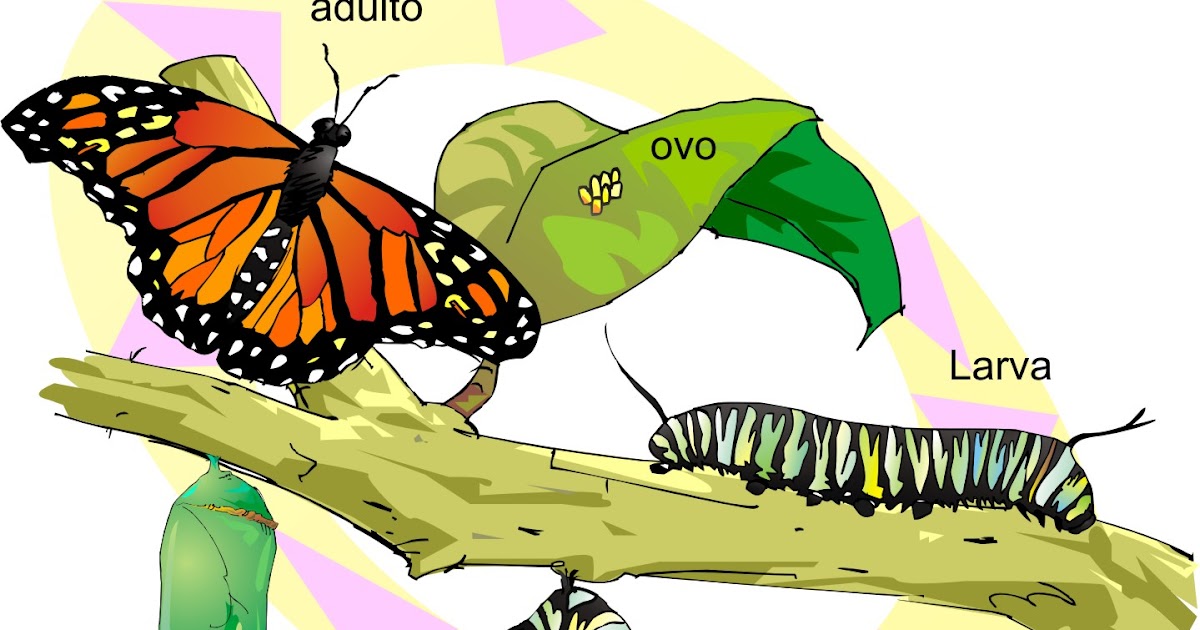 Eu e Vc Aprendendo Muito METAMORFOSE