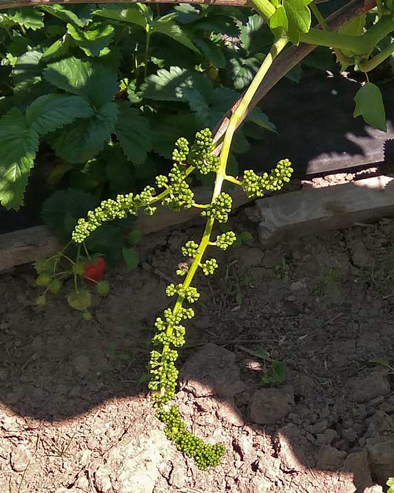 Виноград перед цветением