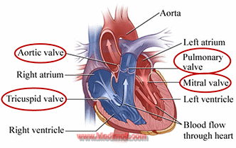 How does the CARDIOVASCULAR SYSTEM Work Location and ...