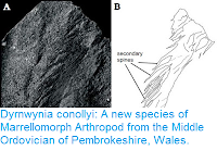 http://sciencythoughts.blogspot.co.uk/2016/05/dyrnwynia-conollyi-new-species-of.html