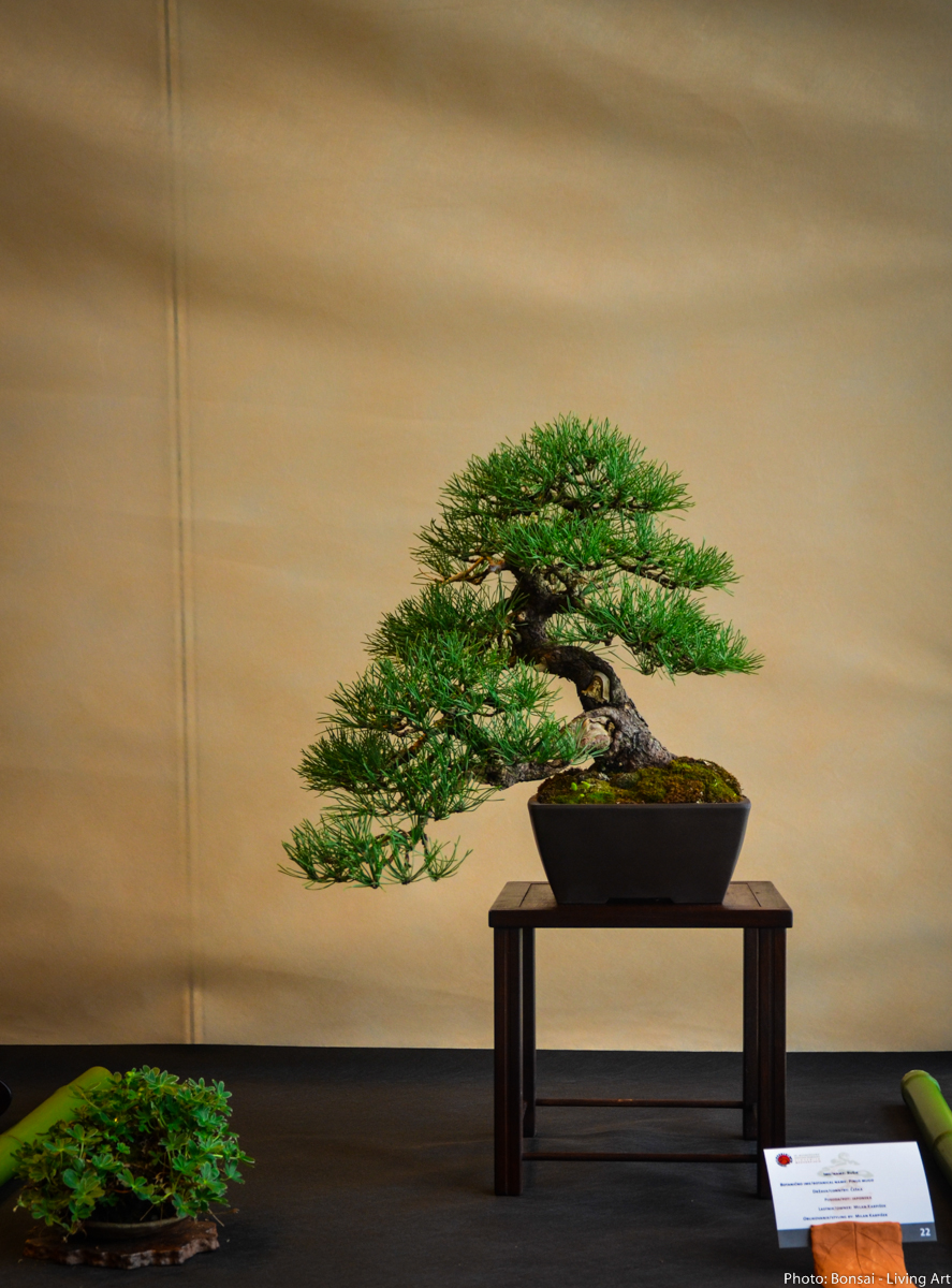 Bonsai Living Art