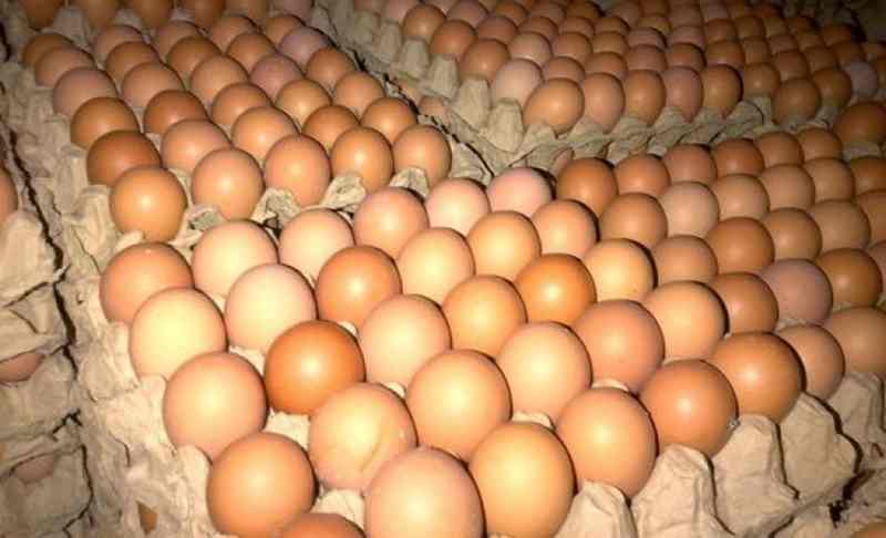  manfaat telur ayam ras