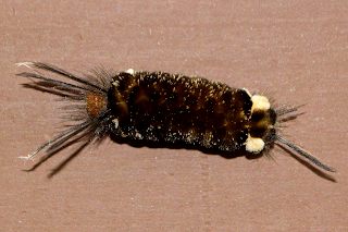 Brown Fuzzy Caterpillar