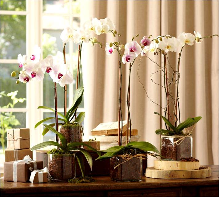 Орхидеи в горшках на подоконнике. Орхидеи в интерьере квартиры. Орхидея в горшке. Орхидеи в домашнем интерьере. Искусственные цветы в интерьере.