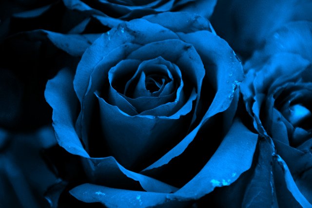Blue Rose: Desember 2011