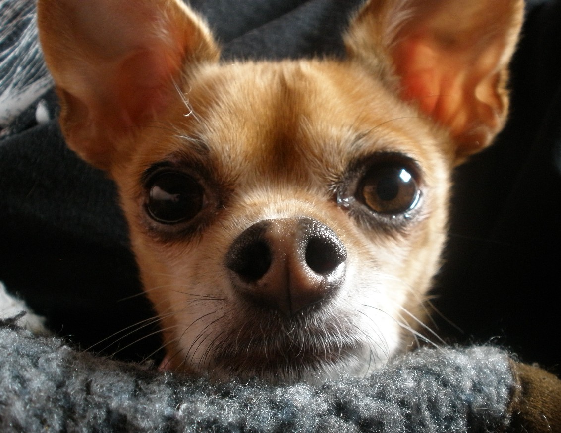 Light Brown Chihuahua | [#] Lunawsome