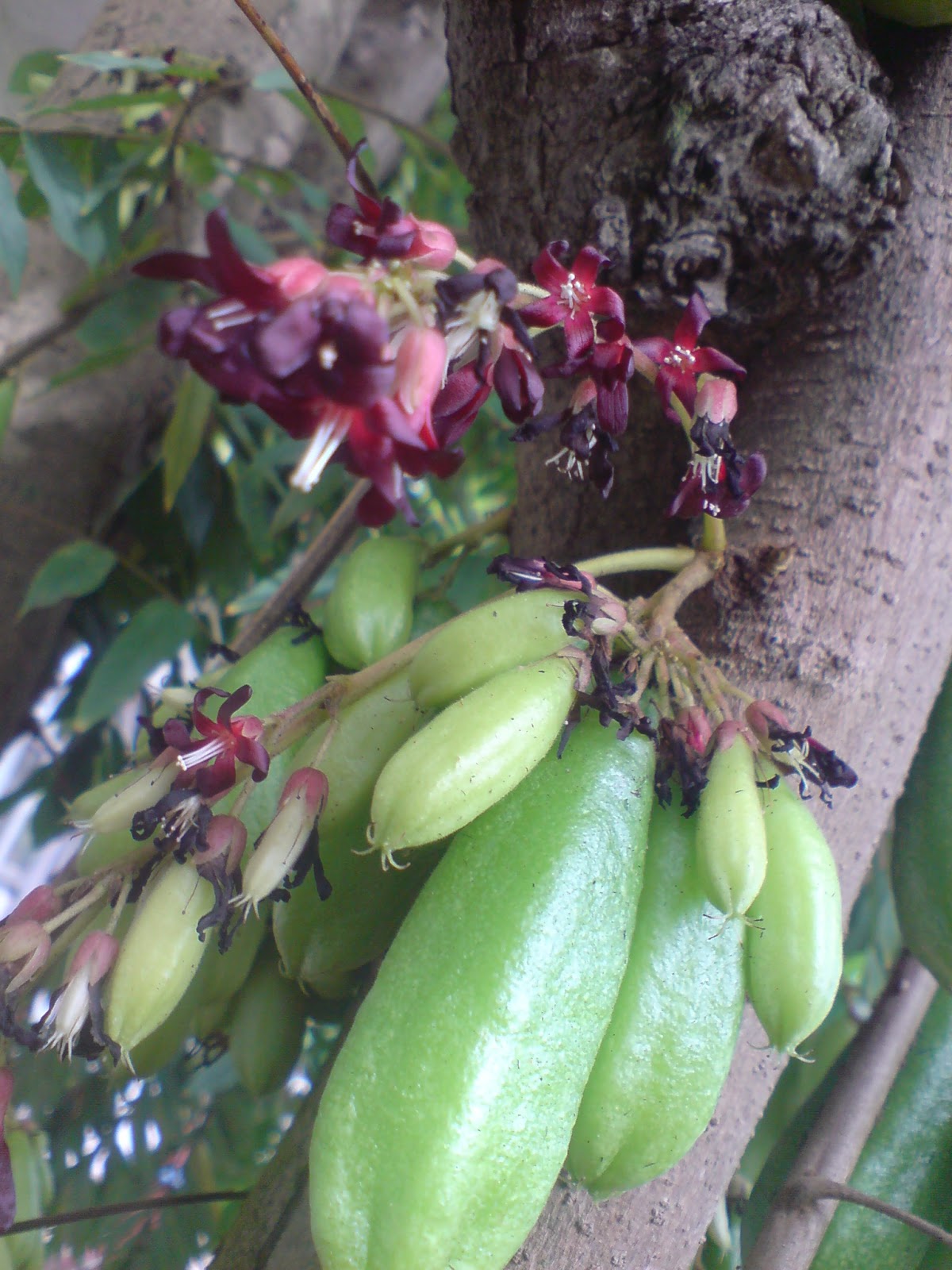 bilimbi