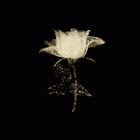 Decent Image Scraps Rose Animation