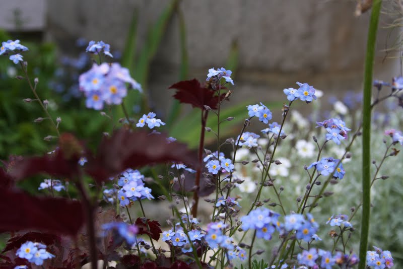 Wildes Gartenglück: Blüten und Knospen im Juni