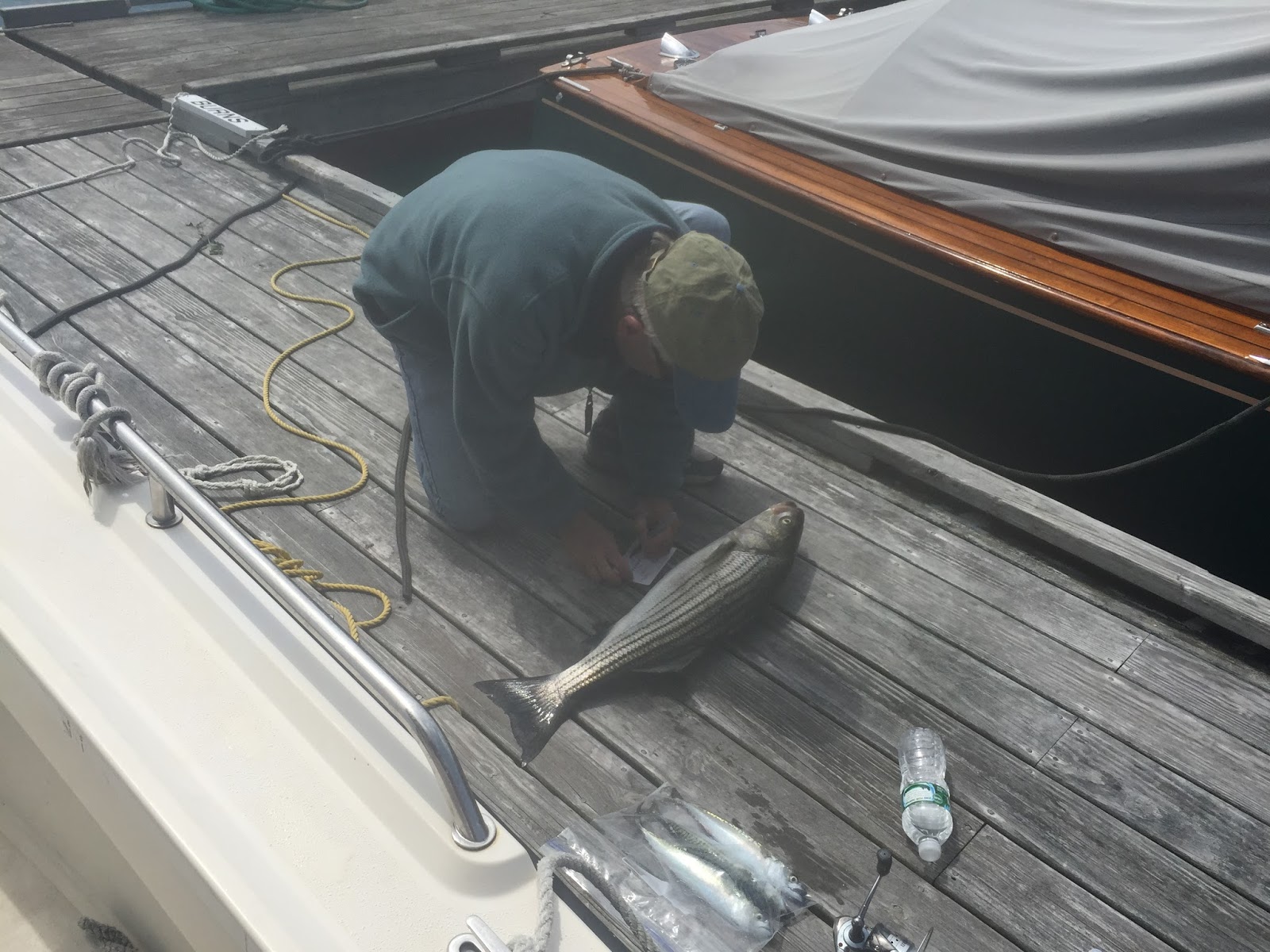 The Fish Whistle 2015