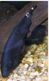 Jenis Ikan Hias Air Tawar Aquarium  Black Ghost Dari Amazon