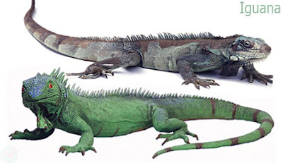 iguana reptile