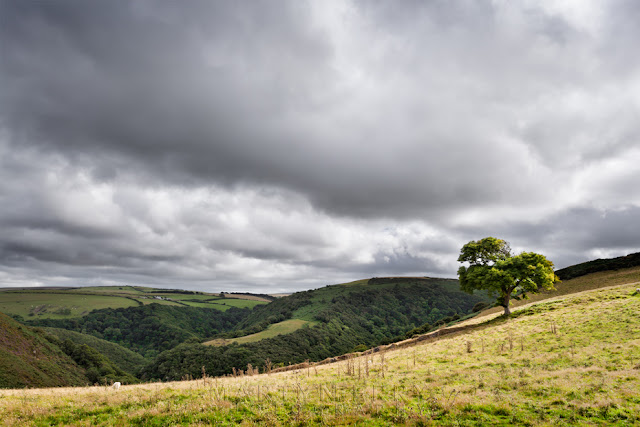 Lone tree with Exmoor landscape beyond by Martyn Ferry Photography