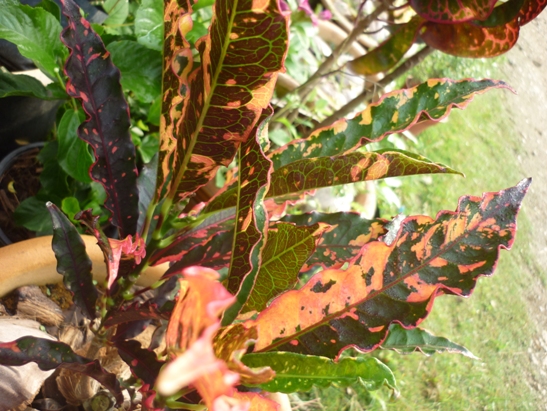 PERTANIAN HIJAU NURSERY: bunga keladi dan puding