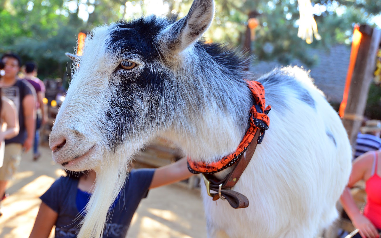 Goats of Autumn