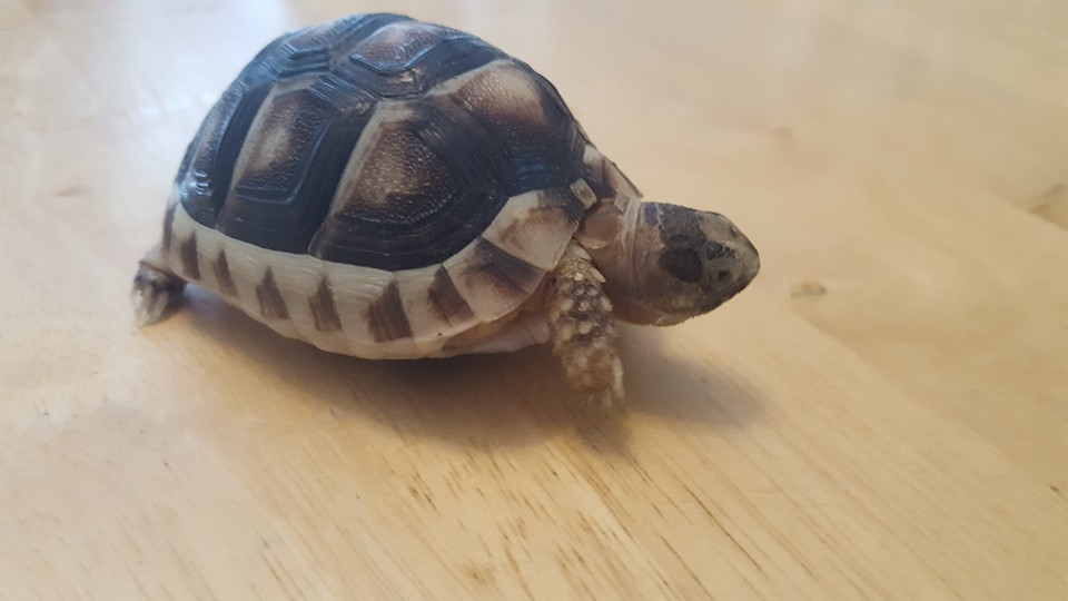 My Turtle Store Reviews