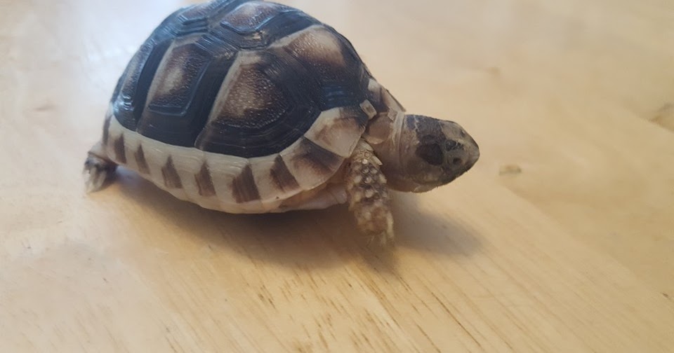 My Turtle Store Reviews My Turtle Store Reviews Tortoise Care By Them