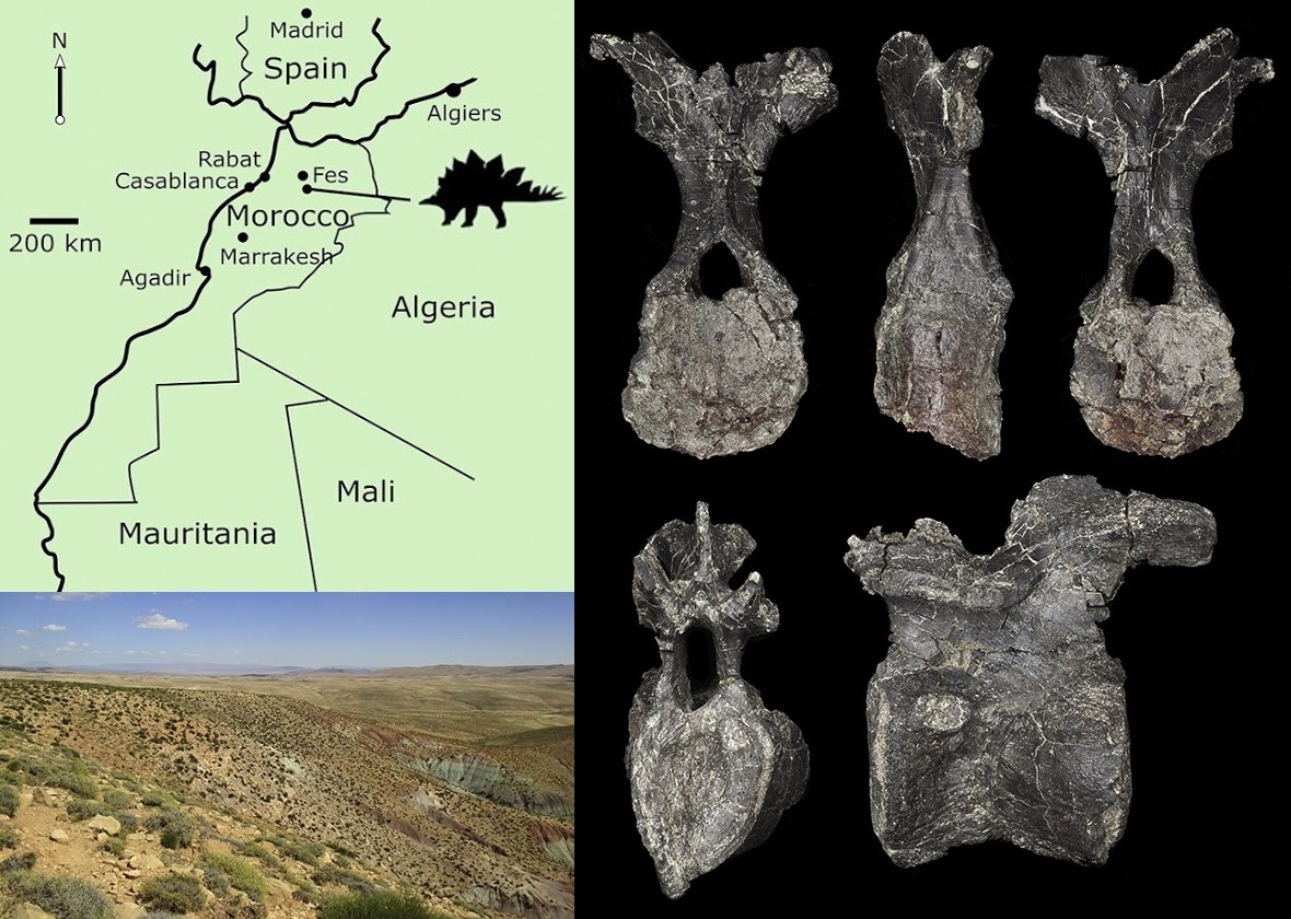 Adratiklit_boulahfa-novataxa_2019-Maidment_Raven_Ouarhache_et_Barrett.jpg