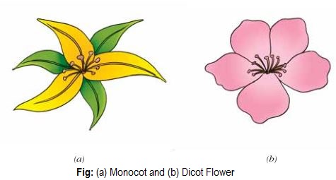 Monocot Flower Pictures 59