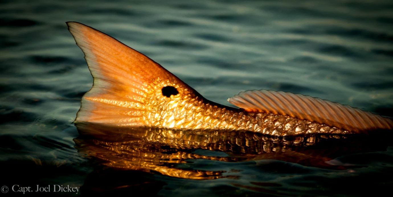 Red Fish Pictures Wallpapers Box