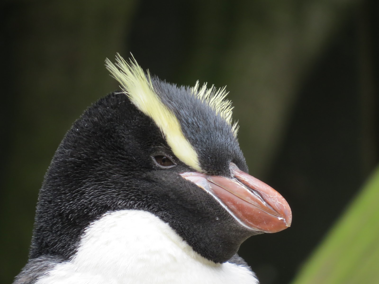 Species Focus YellowEyed Penguin