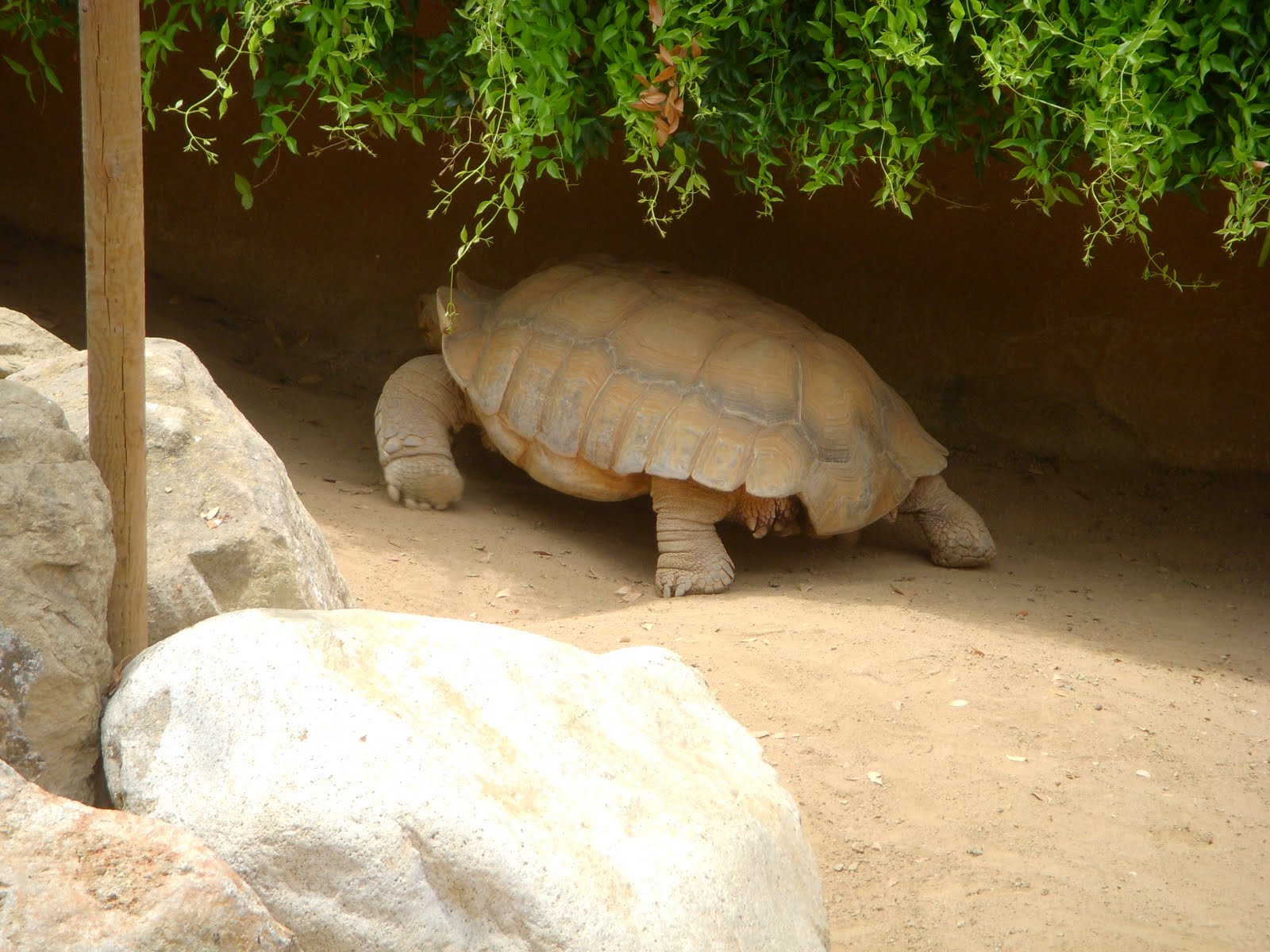 Raptormaniacs San Diego Zoo Part I Reptile Mesa