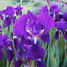 Brizel Organic Iris Bulbs