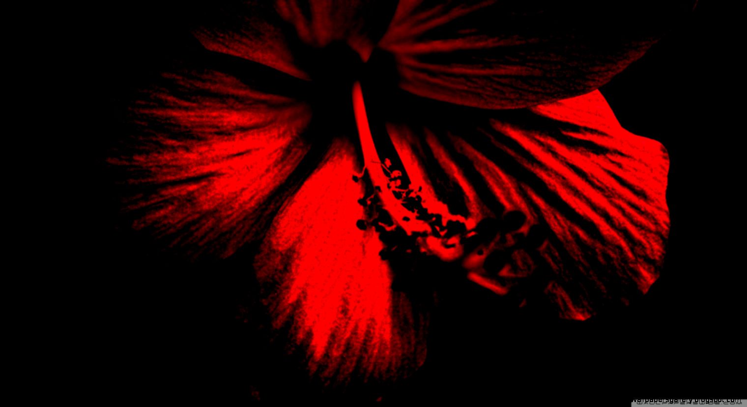 Dark Red Hibiscus HD desktop wallpaper  Widescreen  High
