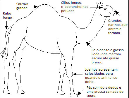 Cúmulo Nimbo: Desafio: Qual a diferença entre Camelo e Dromedário?