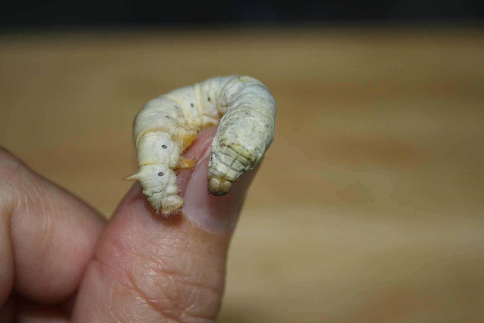silkworms.jpg