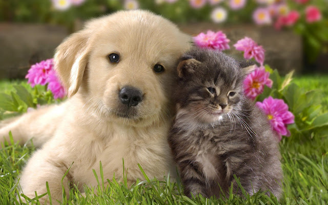 Photo of a cute cat and dog cuddling