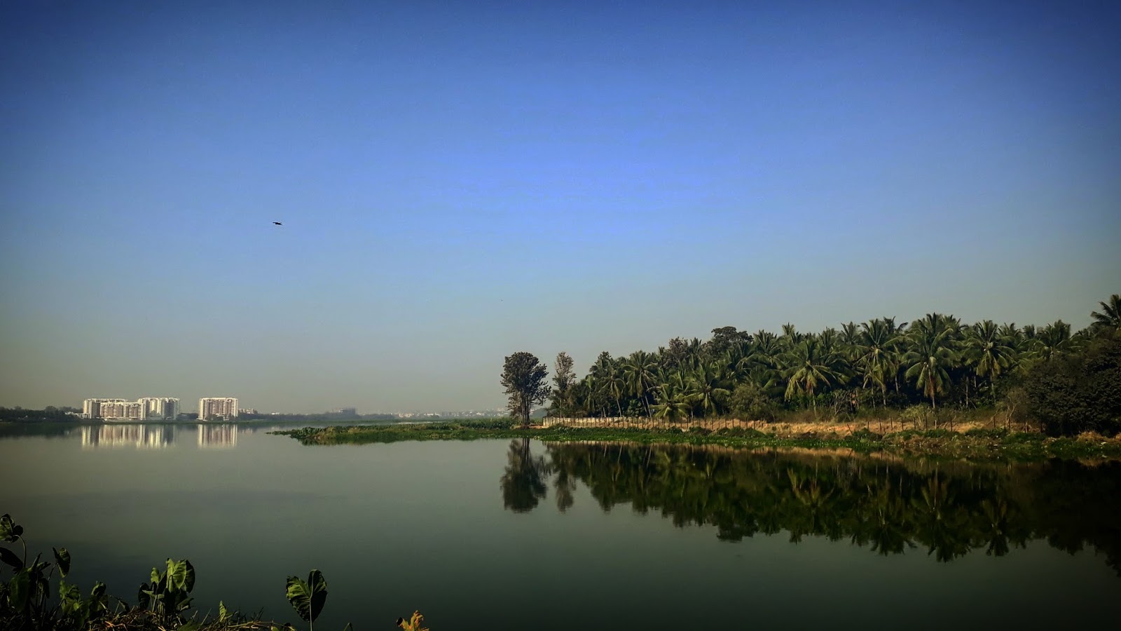 ashokism... Bellandur lake...