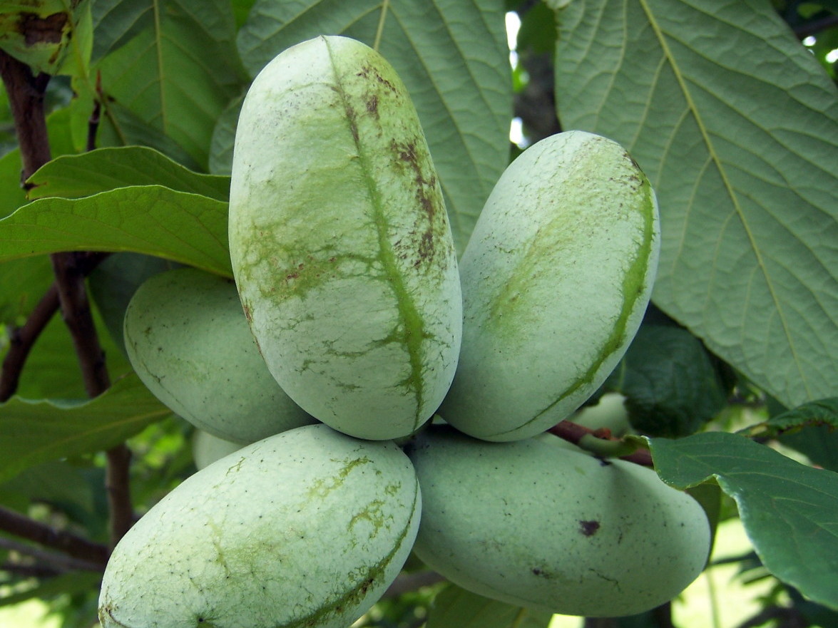 My Appalachian Life PAW PAW, THE NATIONAL FRUIT OF APPALACHIA!