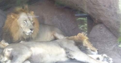 Anywaytohere Tafsir Arti Mimpi Tentang Singa Terlengkap Dan Penting Perlu Kamu Ketahui