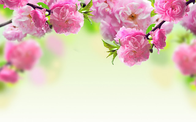 Lente achtergrond met roze bloemen