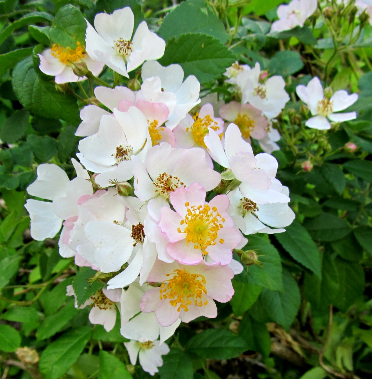 Using Native Plants Naturalized is not Native