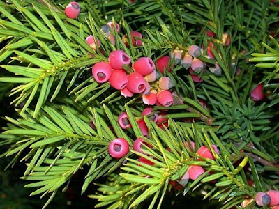 European yew European yew