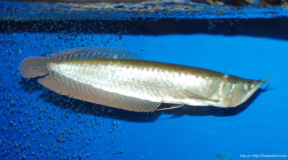 Pakan Ikan Arwana Silver: Jenis Dan Cara Pemberiannya