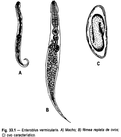 enterobius vermicularis verme)