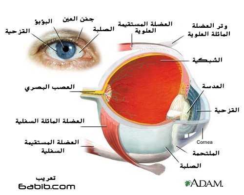العين : تركيبة العين أو اجزاء العين | بحوث مدرسية وتثقيفية
