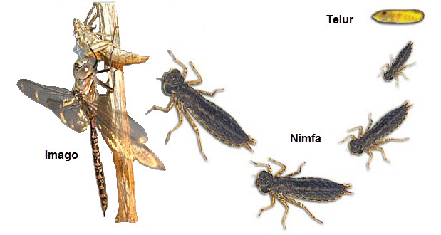  Metamorfosis  Pada Beberapa Jenis Hewan Mikirbae com