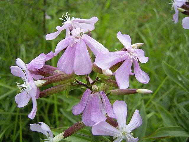 Sustitutivos del jabón: plantas con alto contenido en saponinas - Saponaria officinalis en plena floración