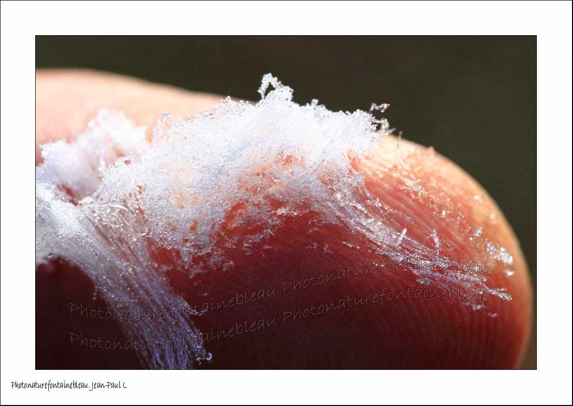 fontainebleau foret barbe de glace bois mort