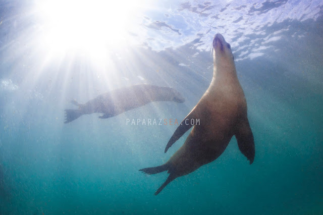 Scuba Diving, Underwater Photography, Wildlife Photography, South Australia