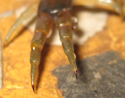 centipede legs centipedes giant bites rear tail wikipedia scolopendra pair underside commons behavior experiences close cingulata showing head wiki